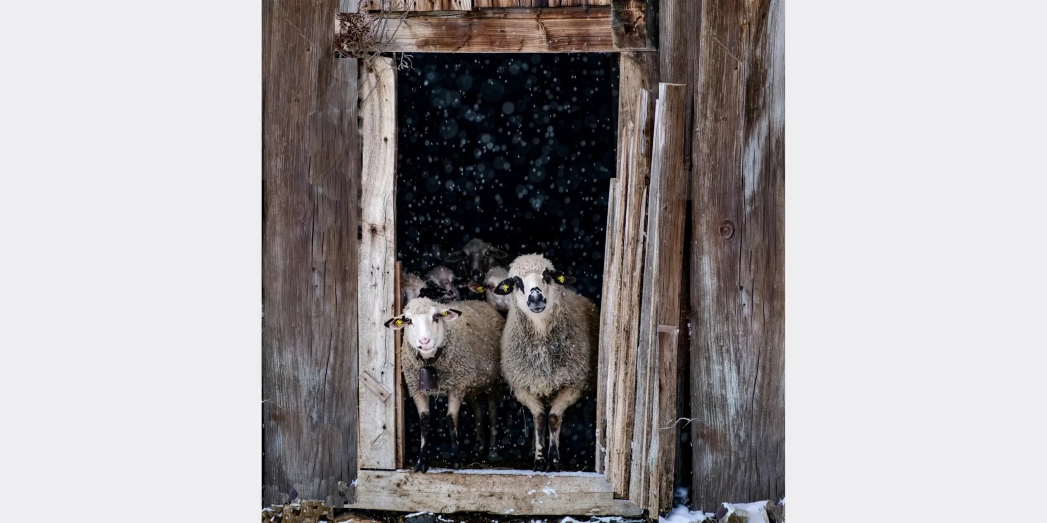 Moutons à l'abri dans une étable